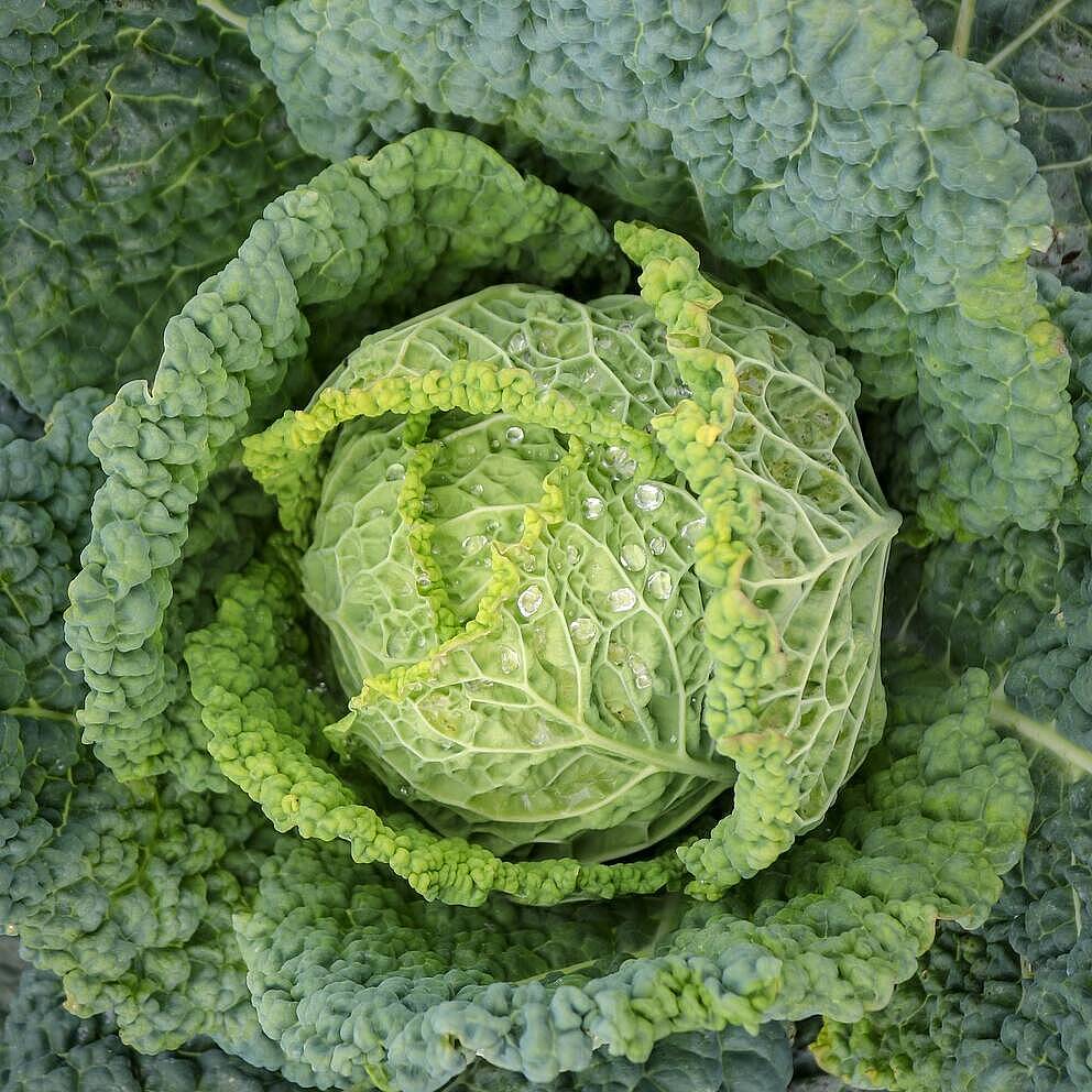 Öffnet die Seite 'Wintergemüse aus dem Hochbeet – so geht’s!'